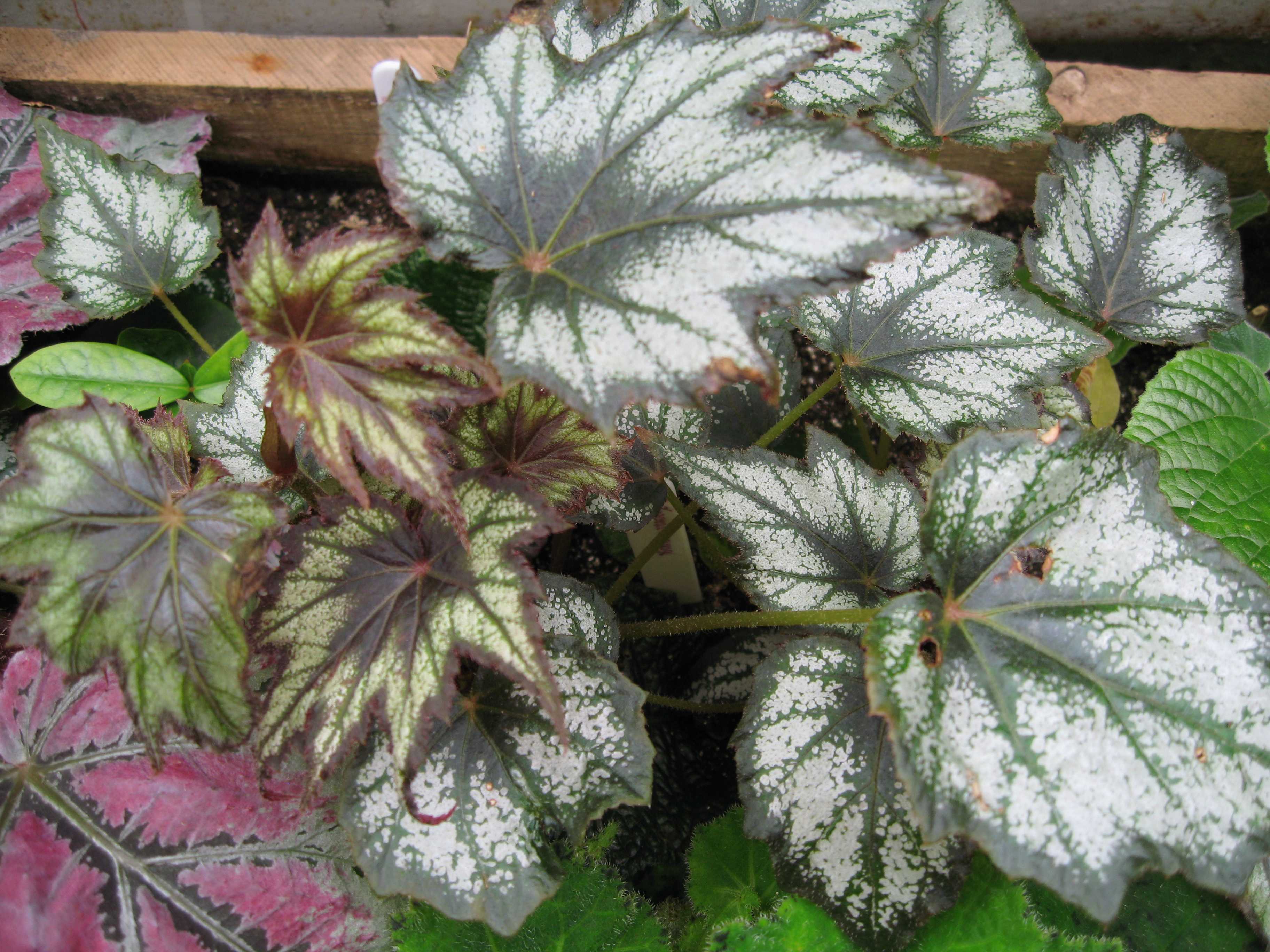 Begonia coccinea Little brother Montgomery